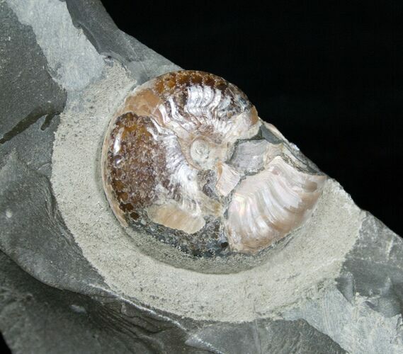 Iridescent Aconeceras Ammonite From Russia #4703